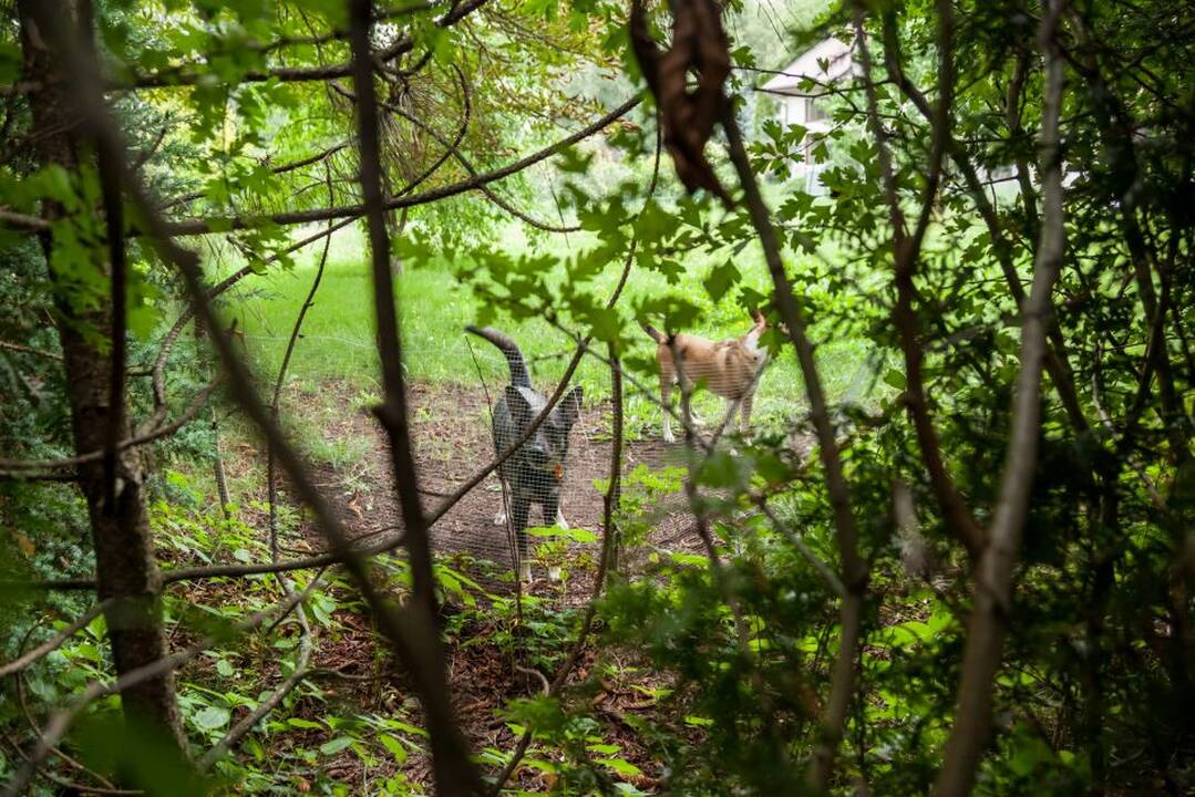 Aprodė užgrobtus sklypus prie Neries