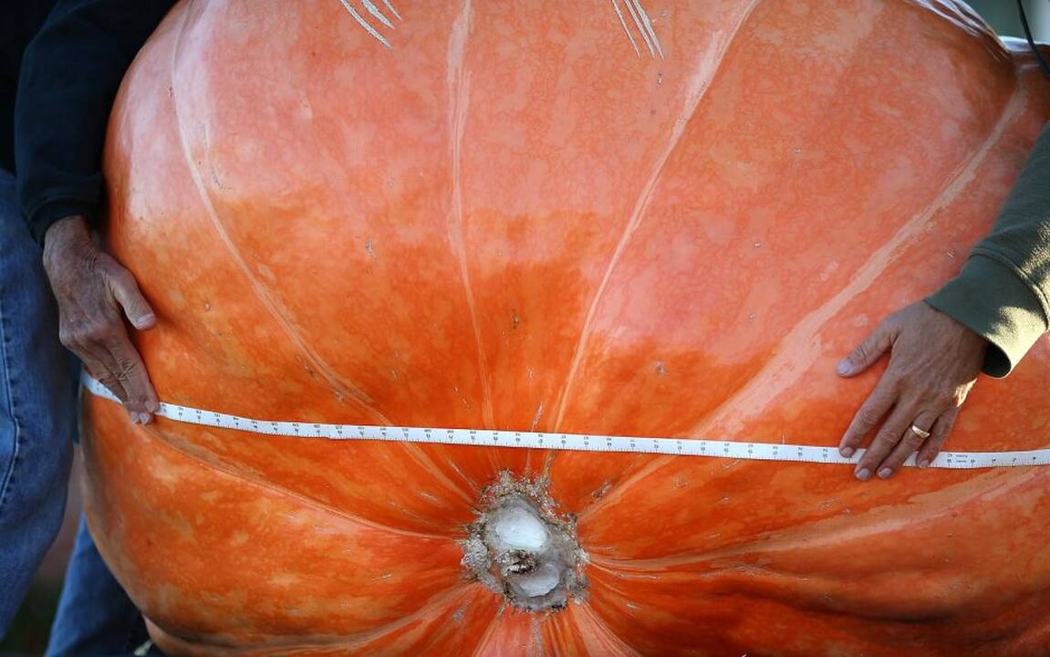 Kalifornijoje vyko sunkiausių moliūgų konkursas