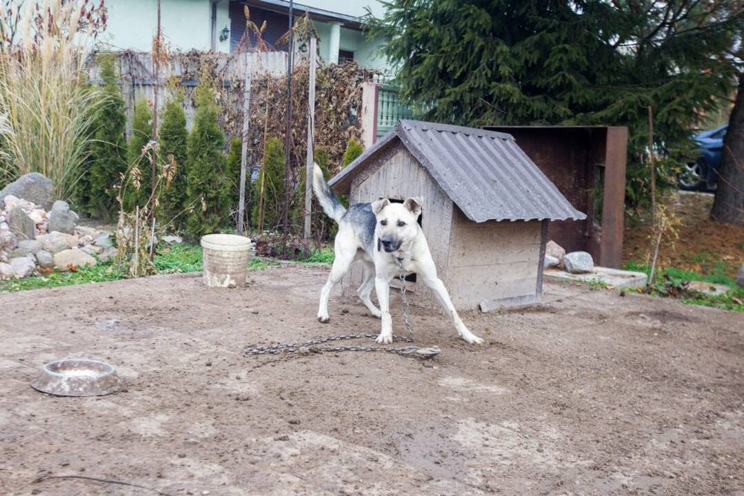 Žmogžudystės vieta Šilainiuose