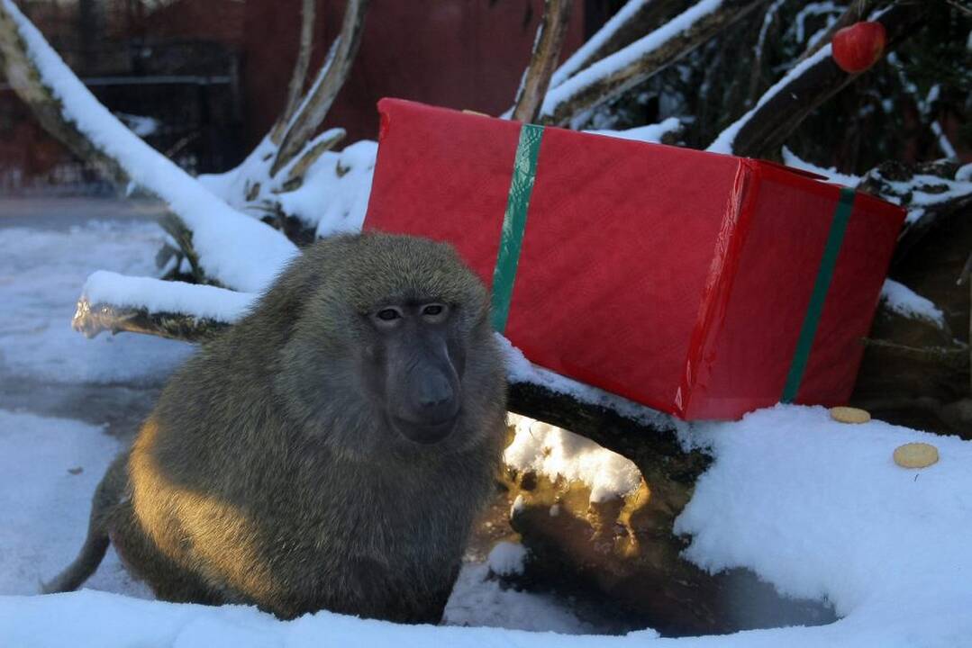 Kauno zoologijos sodo beždžionės prieš šventes netgi gauna dovanų.