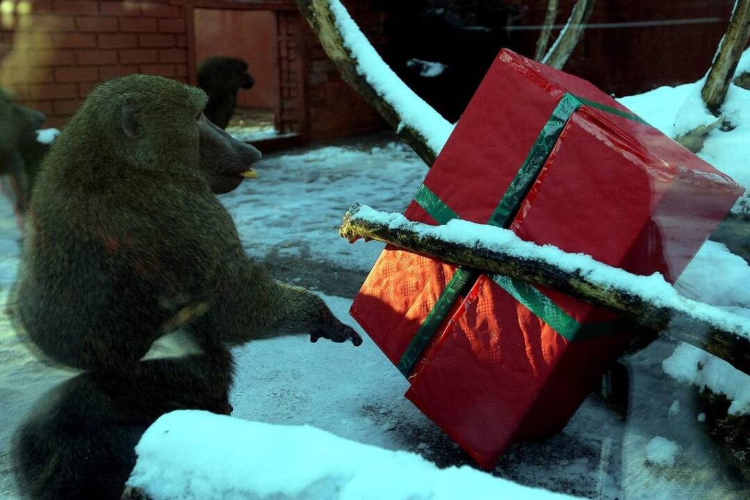 Kauno zoologijos sodo beždžionės prieš šventes netgi gauna dovanų.