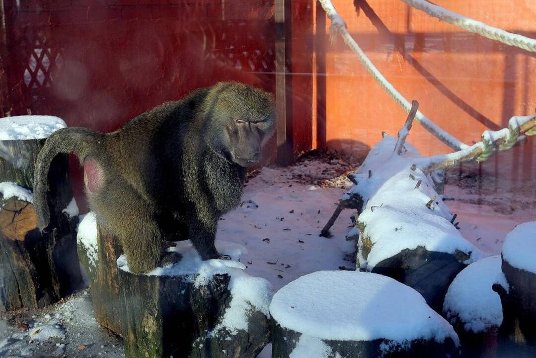 Kauno zoologijos sodo beždžionės prieš šventes netgi gauna dovanų.