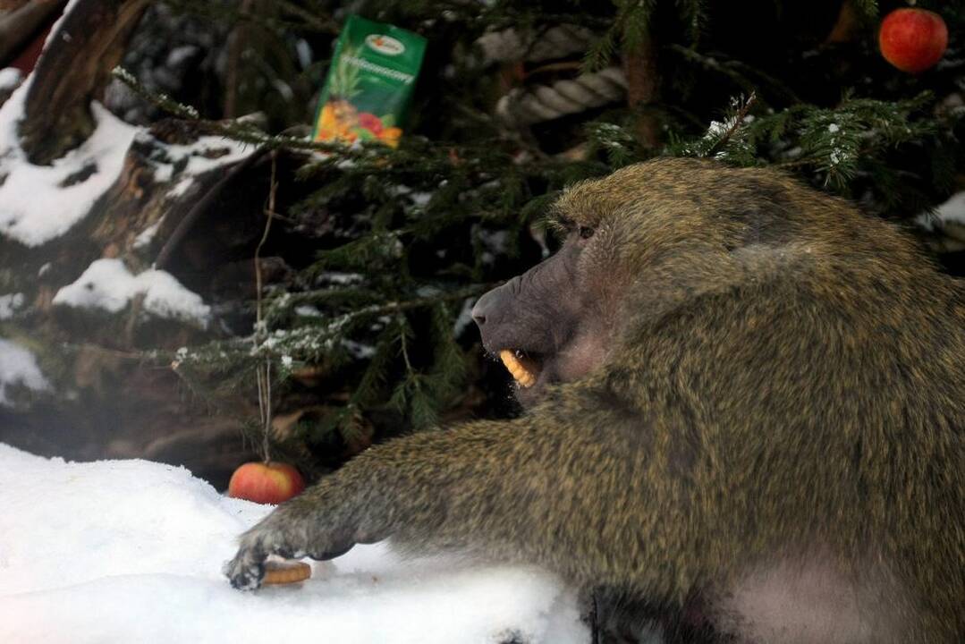 Kauno zoologijos sodo beždžionės prieš šventes netgi gauna dovanų.