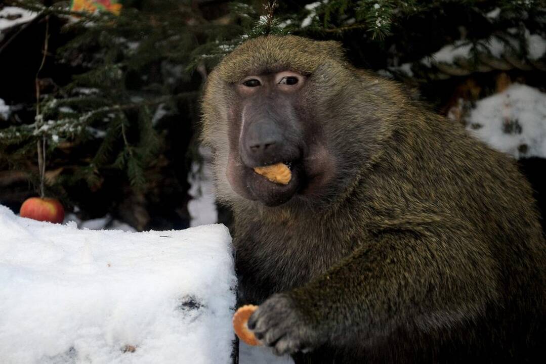 Kauno zoologijos sodo beždžionės prieš šventes netgi gauna dovanų.