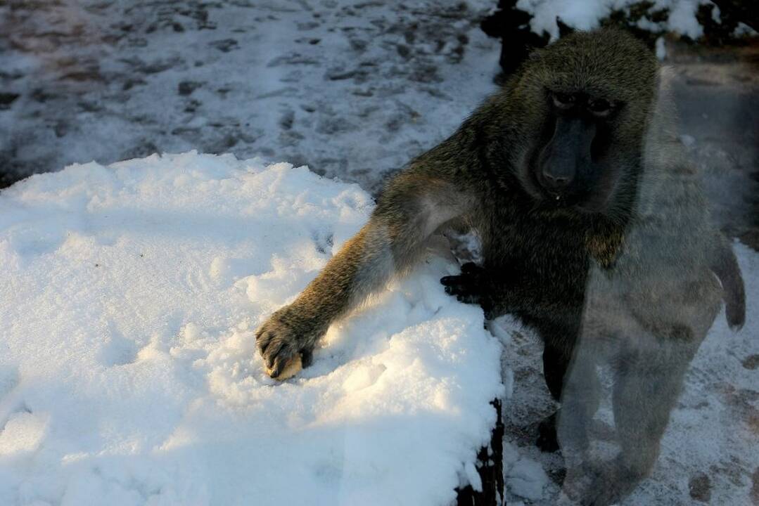 Kauno zoologijos sodo beždžionės prieš šventes netgi gauna dovanų.