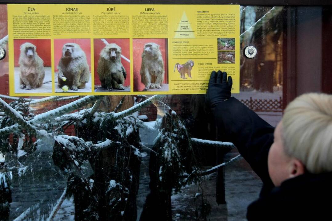 Kauno zoologijos sodo beždžionės prieš šventes netgi gauna dovanų.