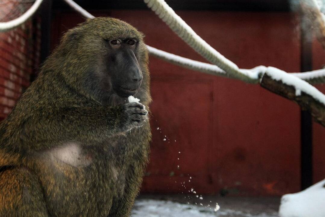 Kauno zoologijos sodo beždžionės prieš šventes netgi gauna dovanų.