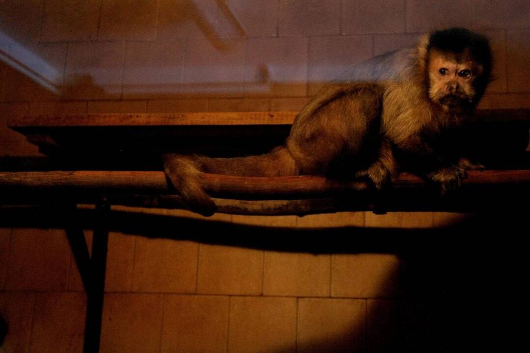 Kauno zoologijos sodo beždžionės prieš šventes netgi gauna dovanų.