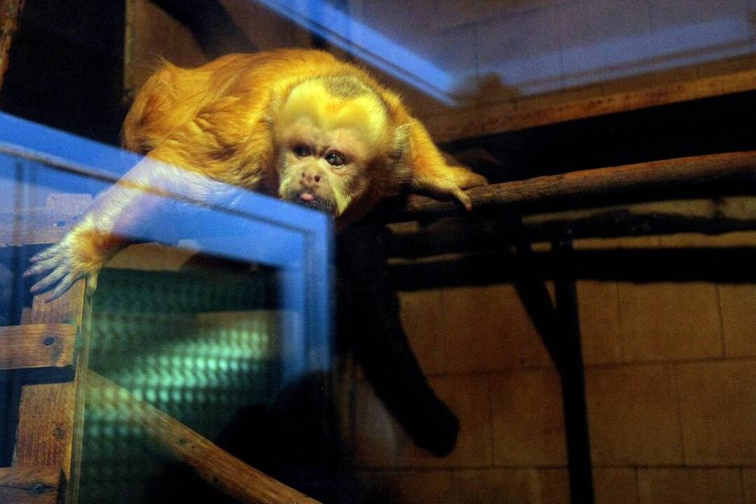 Kauno zoologijos sodo beždžionės prieš šventes netgi gauna dovanų.
