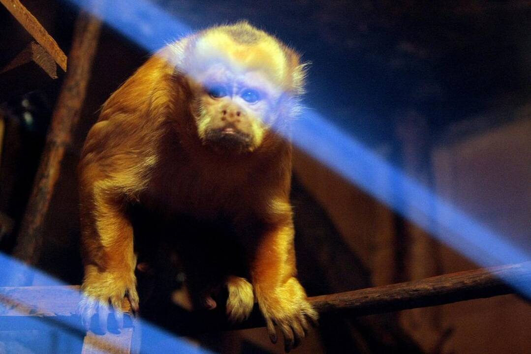 Kauno zoologijos sodo beždžionės prieš šventes netgi gauna dovanų.