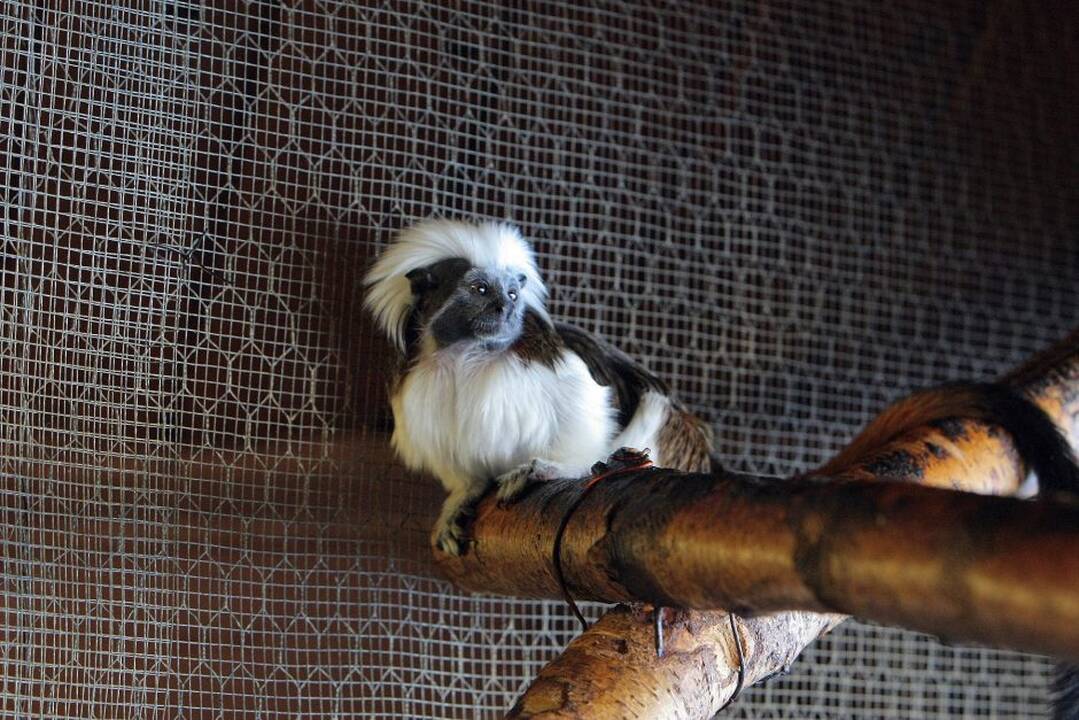 Kauno zoologijos sodo beždžionės prieš šventes netgi gauna dovanų.