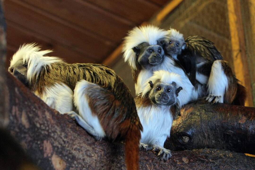 Kauno zoologijos sodo beždžionės prieš šventes netgi gauna dovanų.