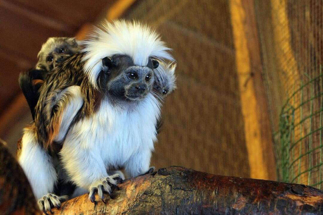 Kauno zoologijos sodo beždžionės prieš šventes netgi gauna dovanų.