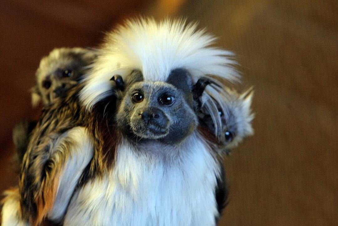 Kauno zoologijos sodo beždžionės prieš šventes netgi gauna dovanų.