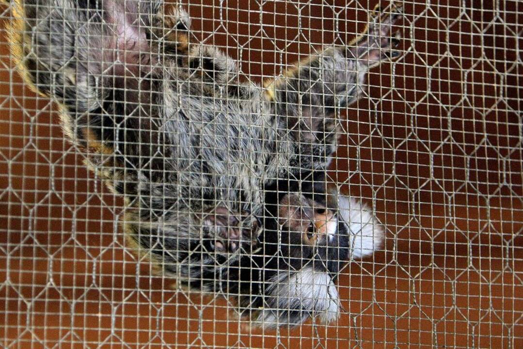 Kauno zoologijos sodo beždžionės prieš šventes netgi gauna dovanų.