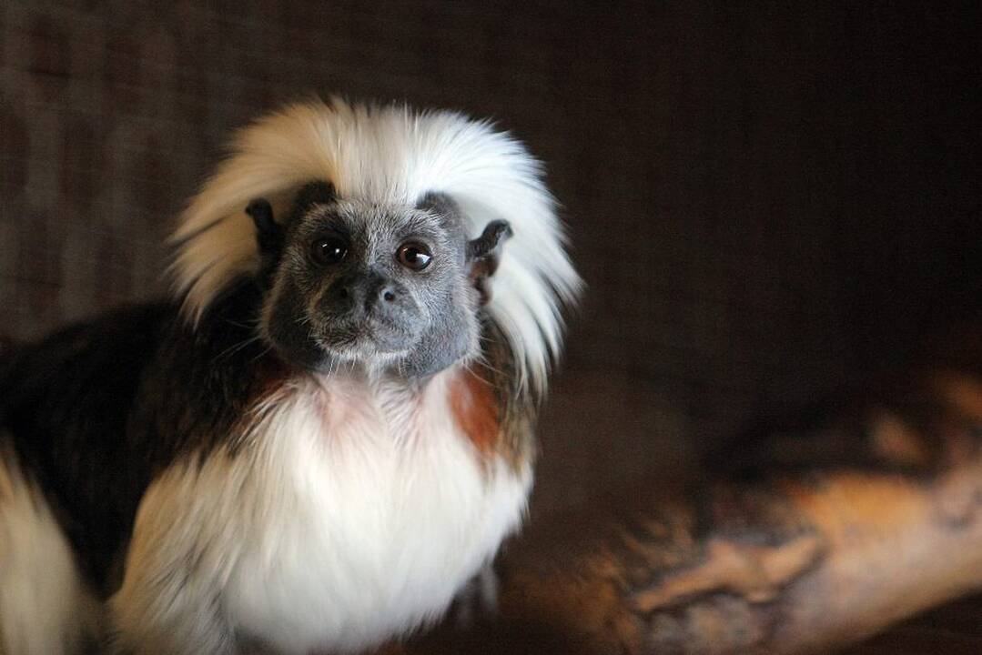 Kauno zoologijos sodo beždžionės prieš šventes netgi gauna dovanų.