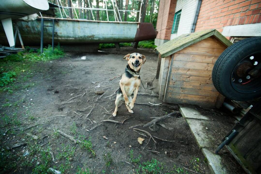 Paradas