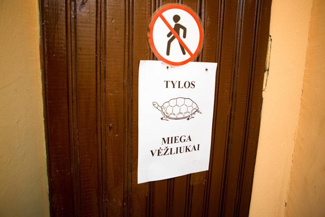 Vėžliukai rengiasi miegui
