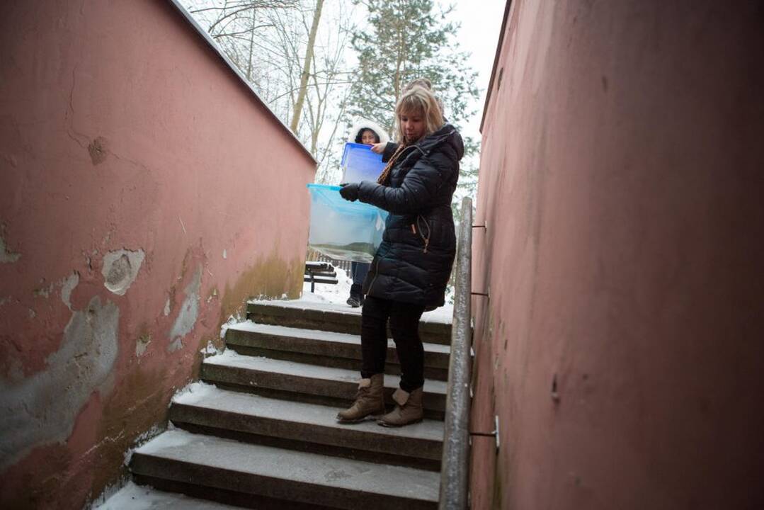 Vėžliukai rengiasi miegui