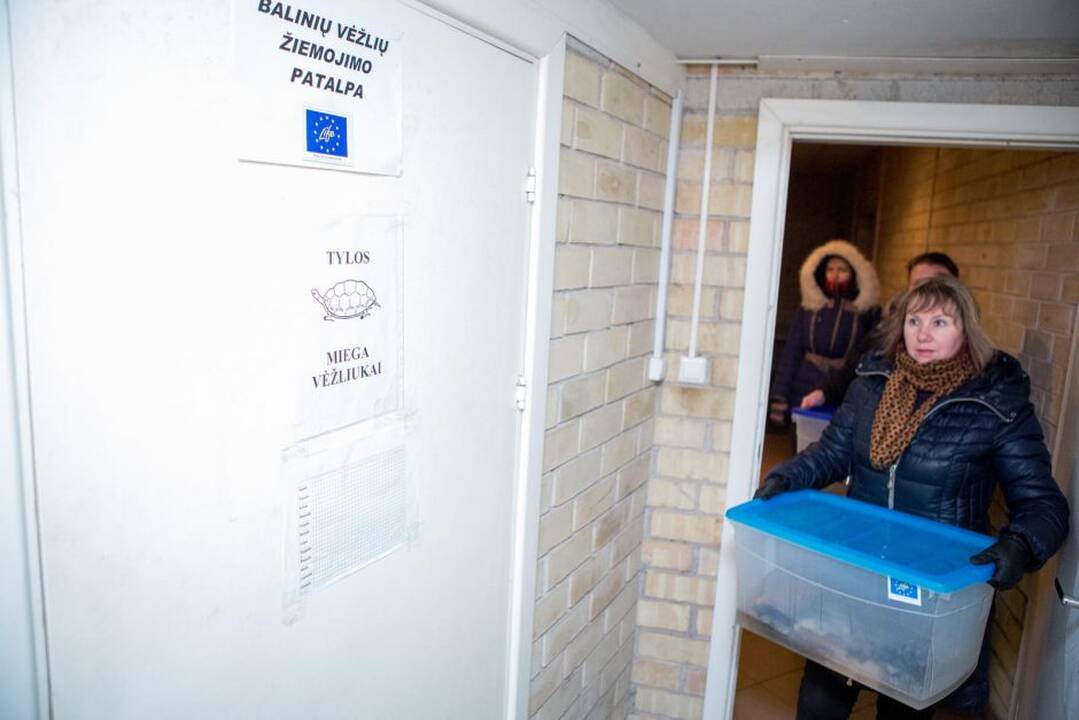 Vėžliukai rengiasi miegui