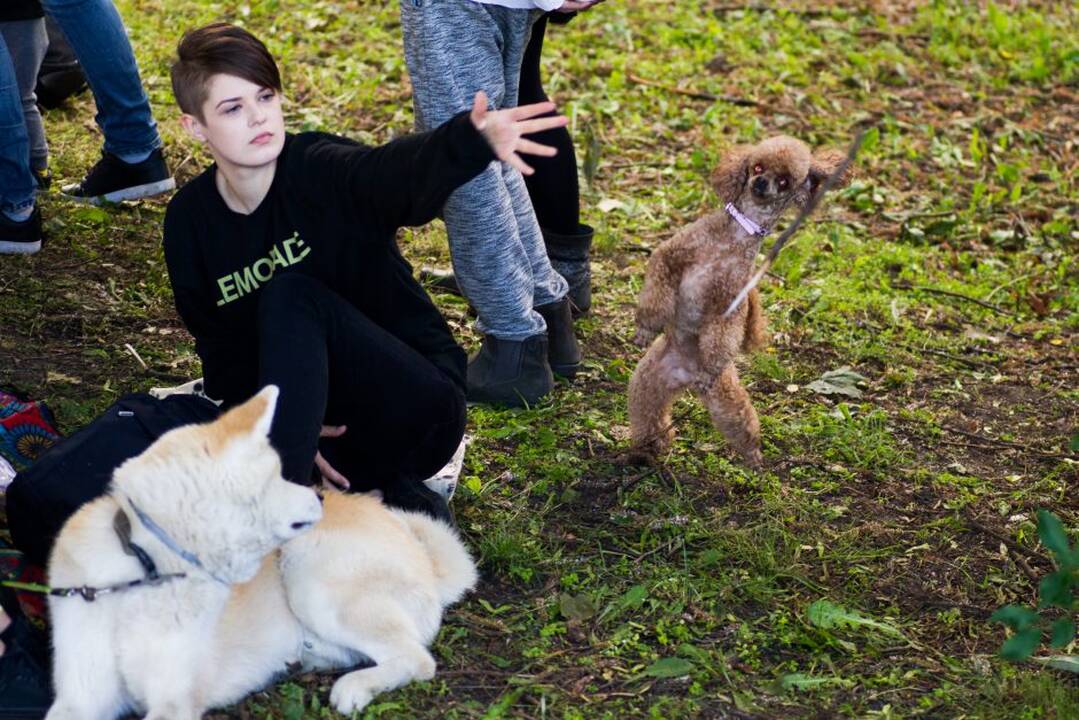 Piknikas
