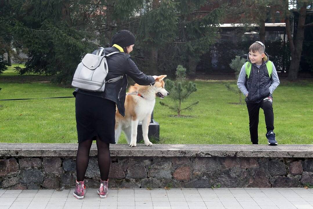 Šv. Pranciškaus diena Kaune