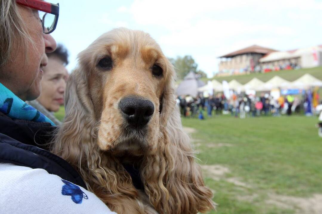 Šv. Pranciškaus diena Kaune