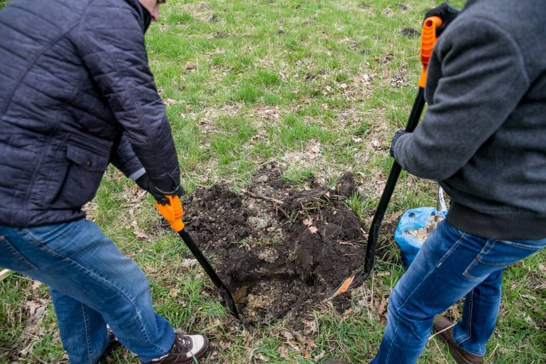 Ąžuolų klonų sodinimo akcija Rumšiškėse