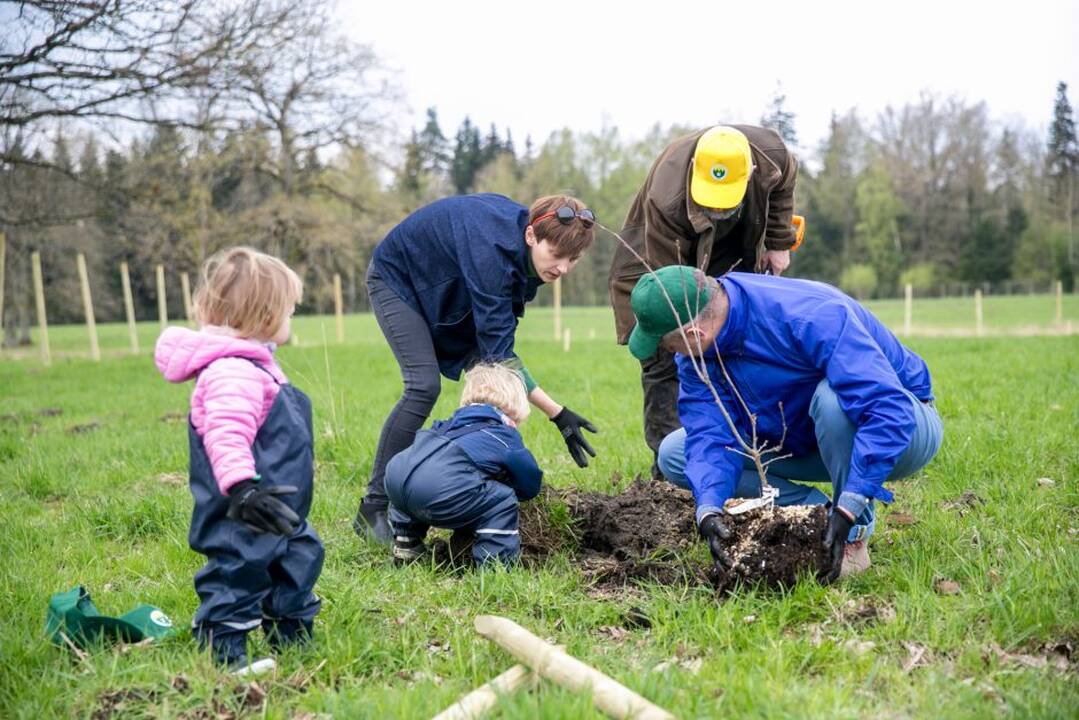 Ąžuolų klonų sodinimo akcija Rumšiškėse