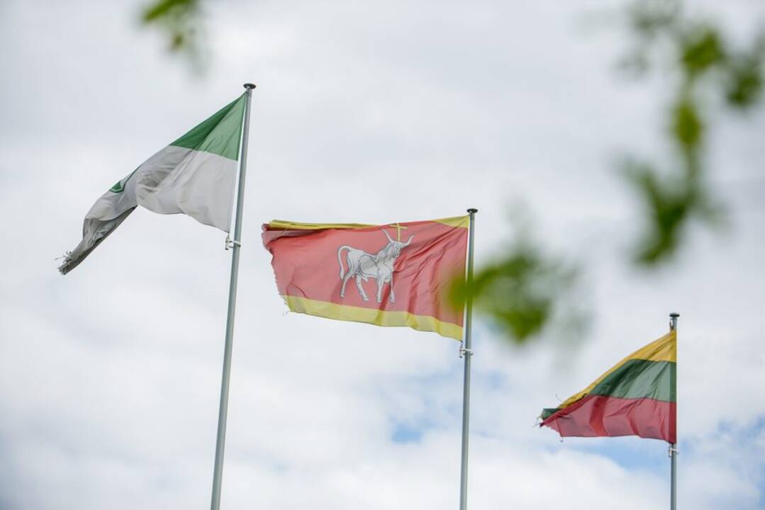 „Žalgirio“ pergalių ąžuoliukas