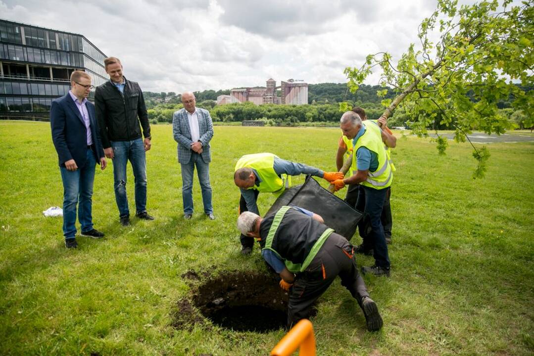 „Žalgirio“ pergalių ąžuoliukas