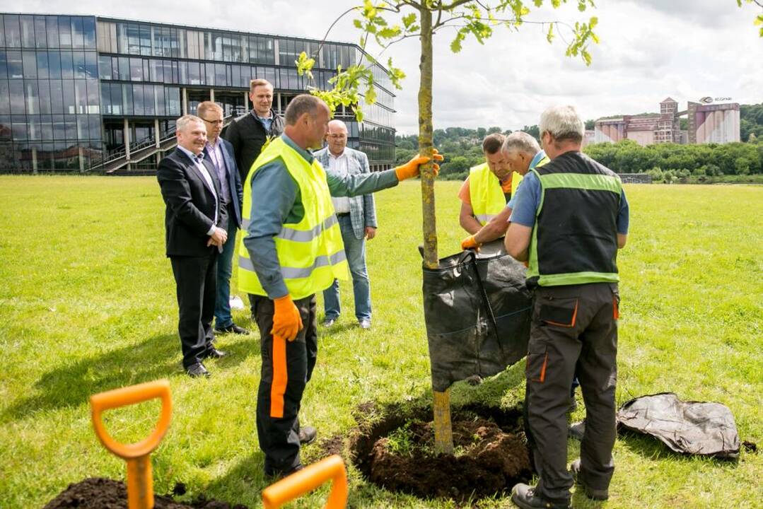 „Žalgirio“ pergalių ąžuoliukas
