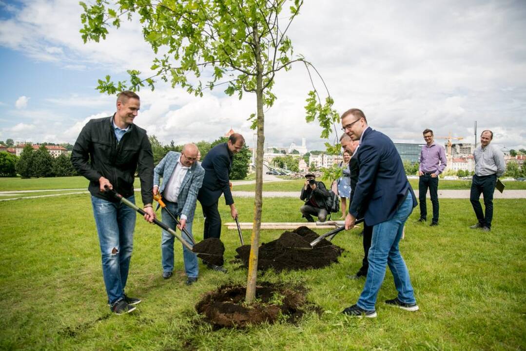 „Žalgirio“ pergalių ąžuoliukas