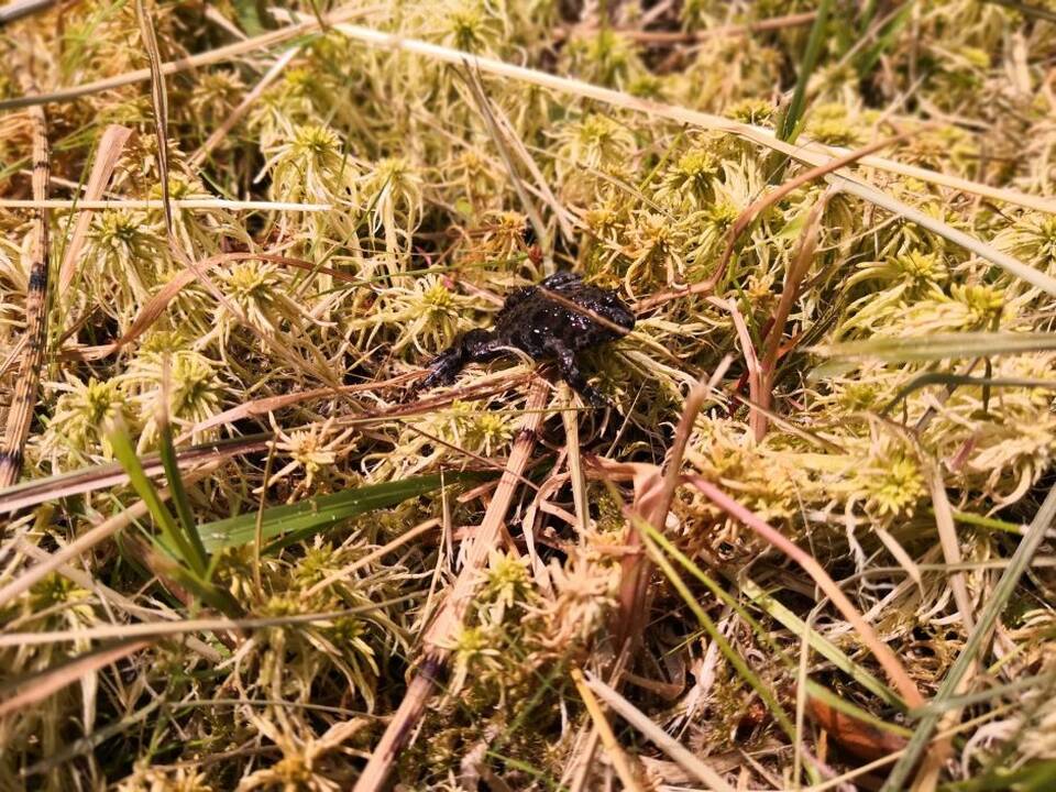 Raudonpilvės kūmutės ir baliniai vėžliai paleisti į gamtą