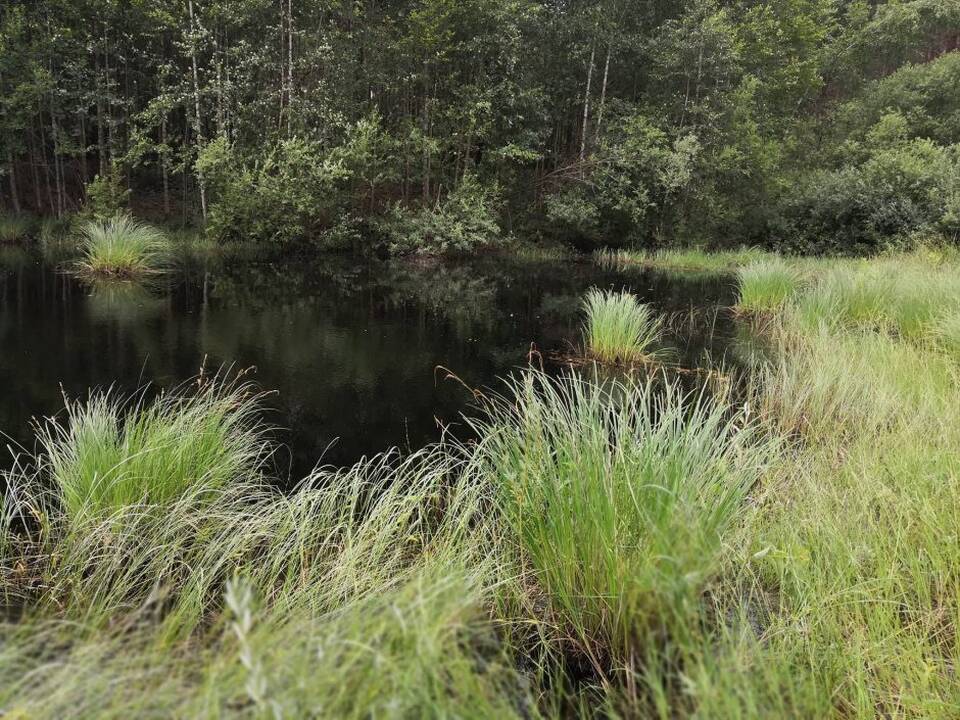 Raudonpilvės kūmutės ir baliniai vėžliai paleisti į gamtą