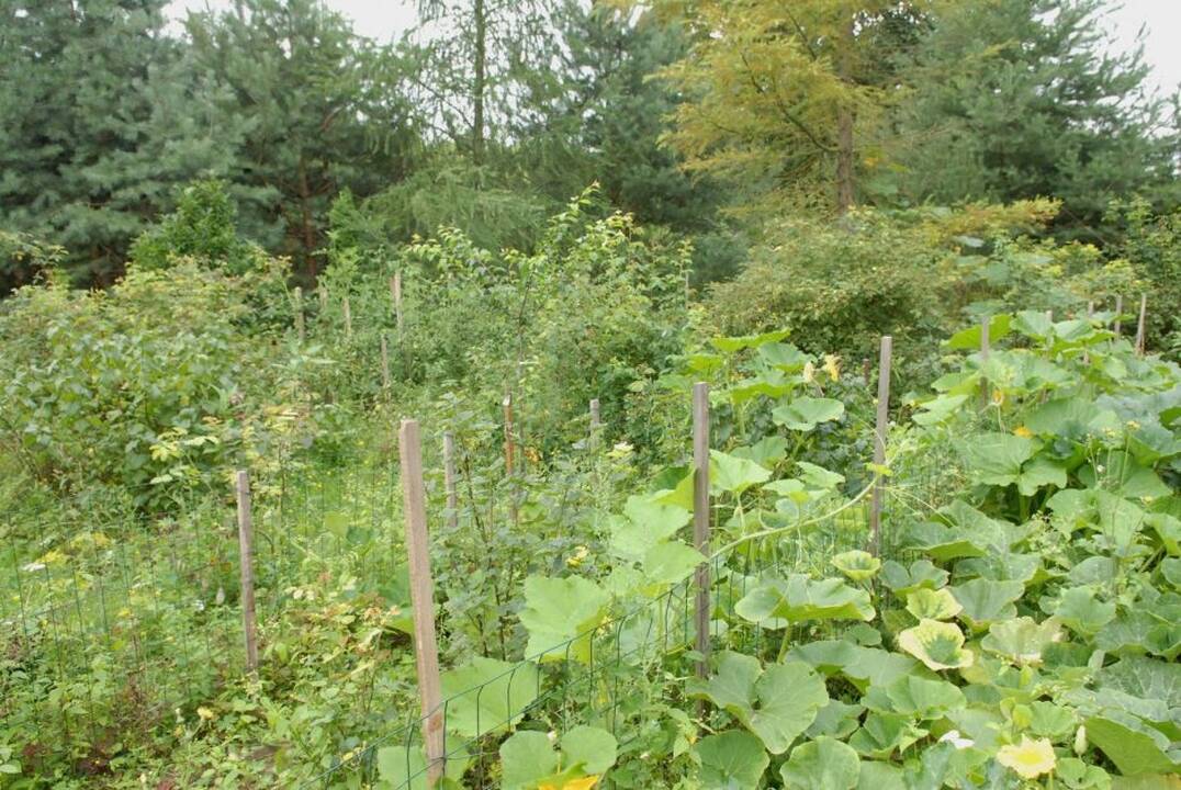 Aprodė užgrobtus sklypus prie Neries