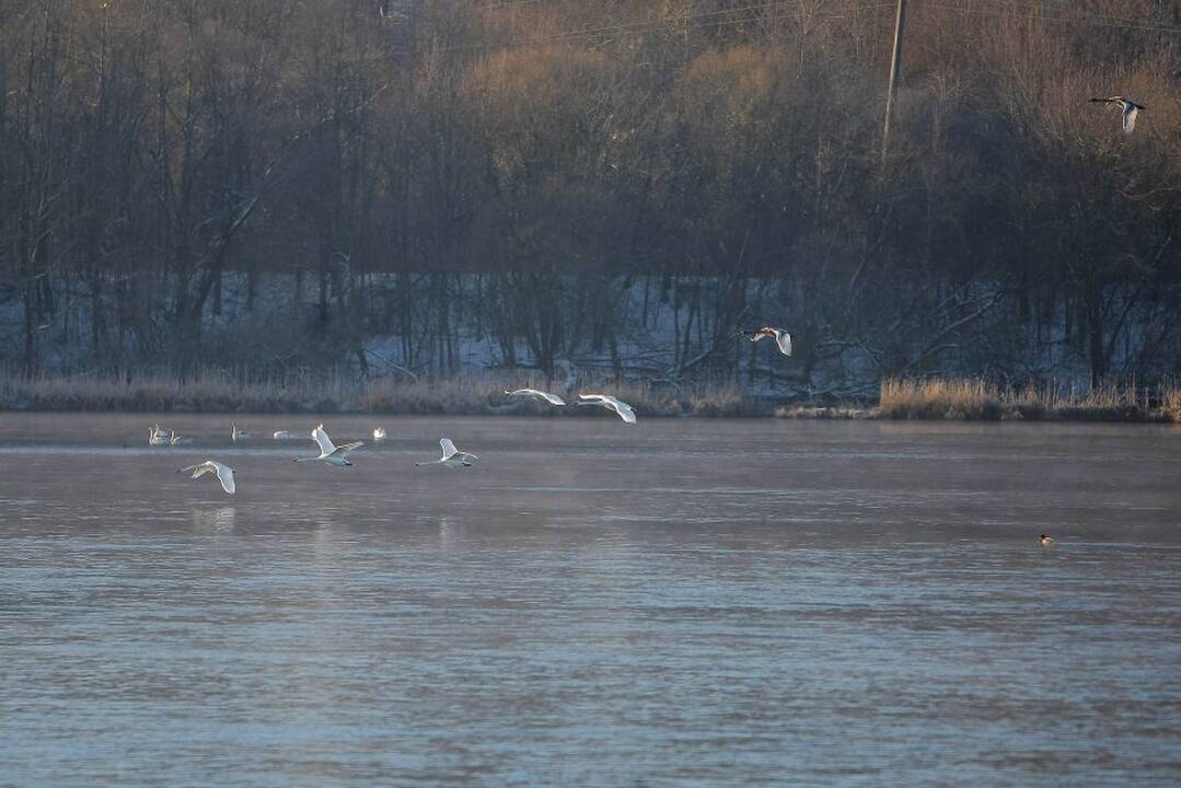 Vandens turizmo entuziastai Naujųjų artėjimą pažymėjo plaukimu baidarėmis.