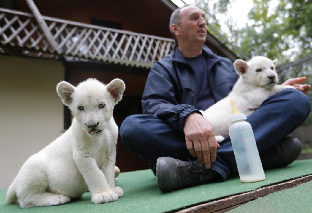 Baltieji liūtukai Budapešto zoologijos sode