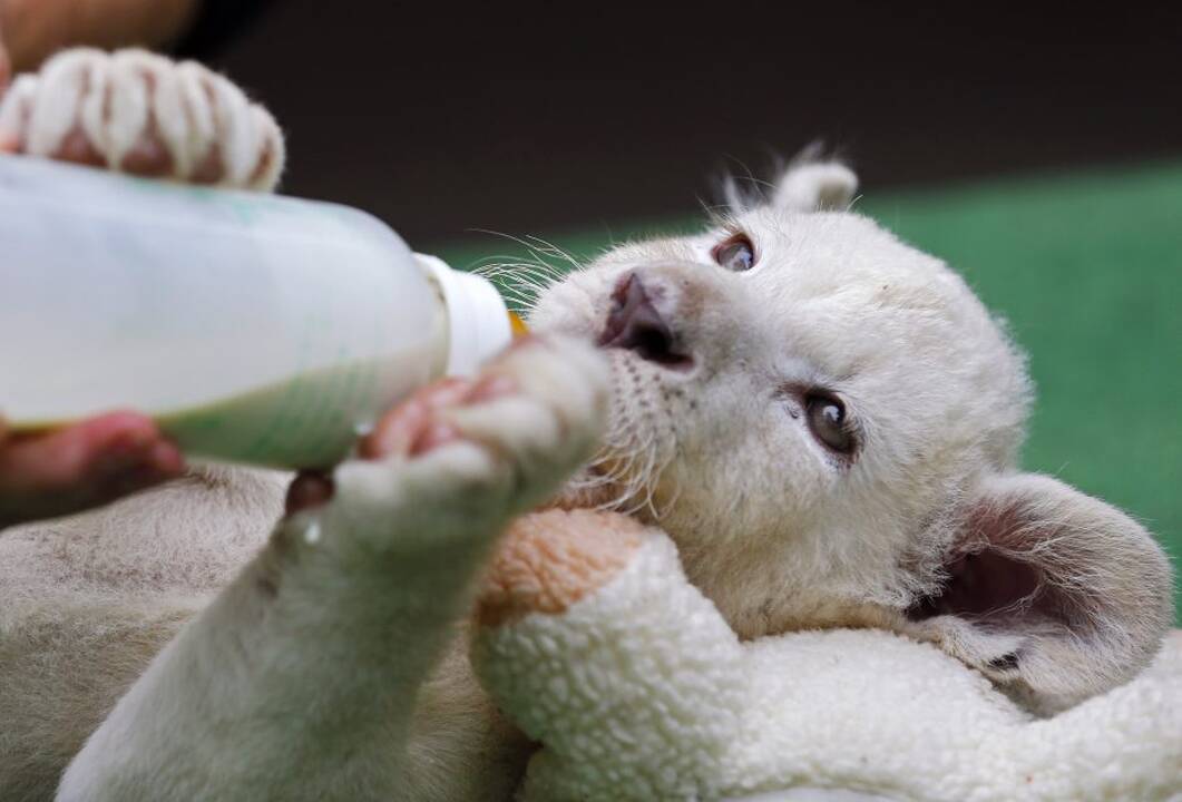 Baltieji liūtukai Budapešto zoologijos sode