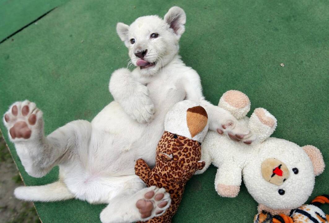Baltieji liūtukai Budapešto zoologijos sode