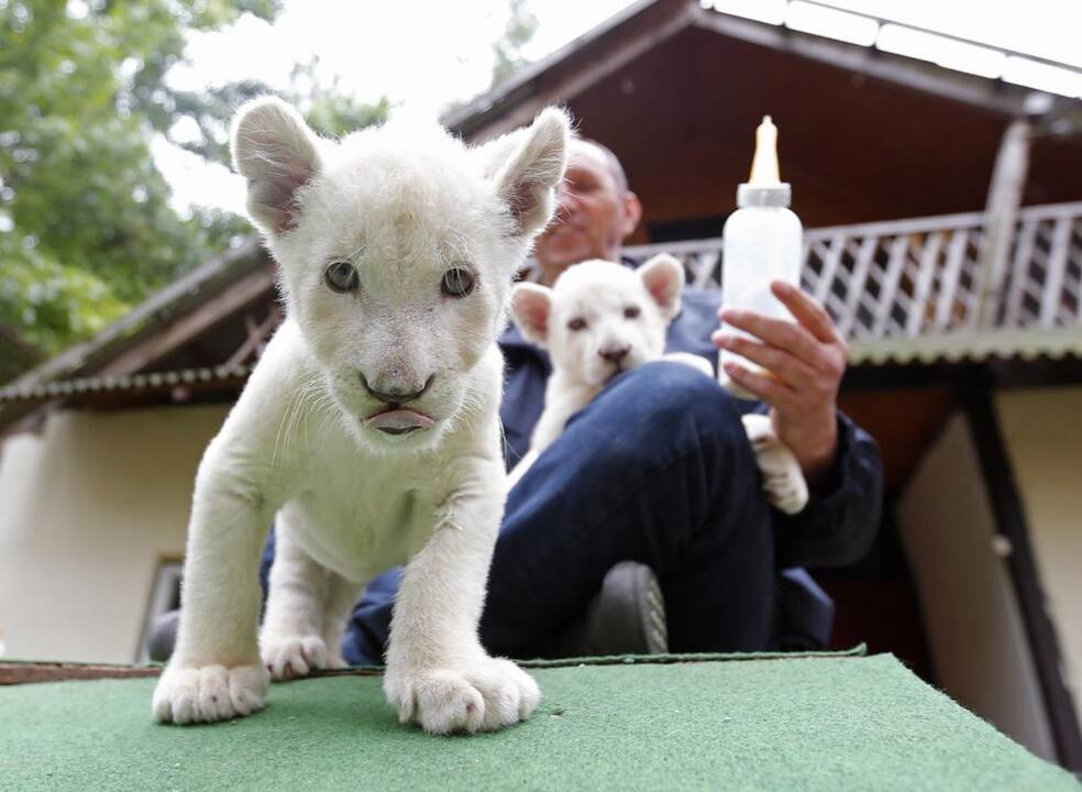 Baltieji liūtukai Budapešto zoologijos sode
