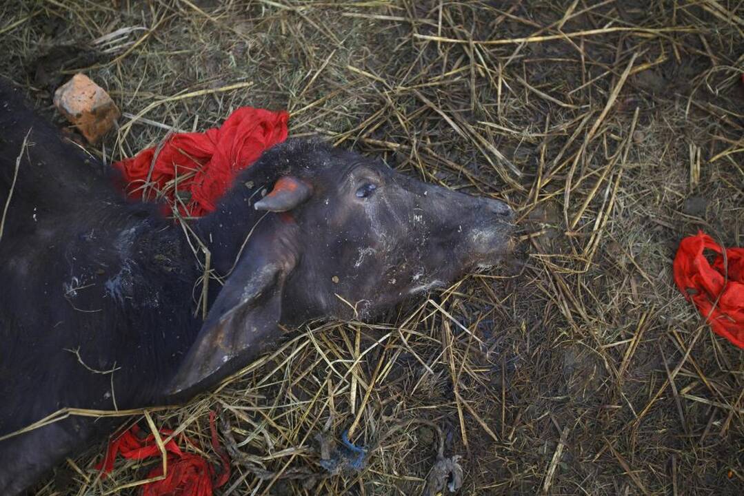 Hinduistų šventė Barijarpuro kaime