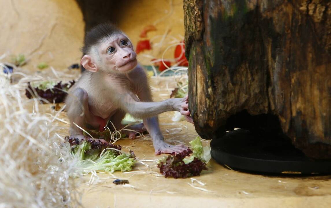 Vokietijos zoologijos sodo jaunikliai