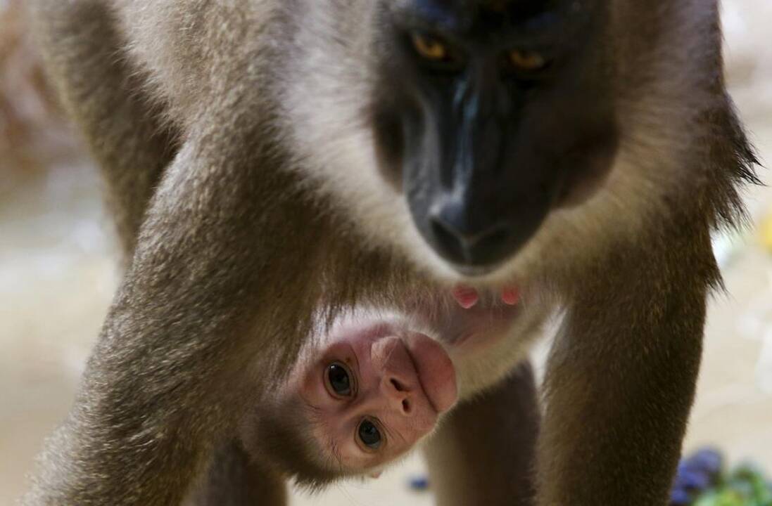 Vokietijos zoologijos sodo jaunikliai