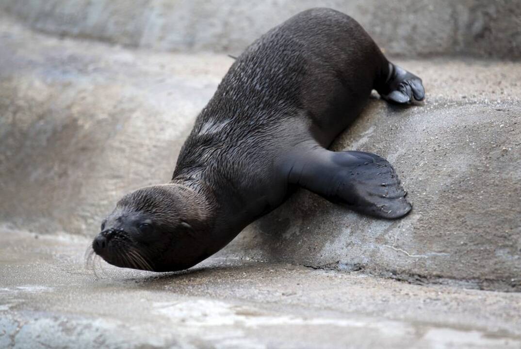 Vokietijos zoologijos sodo jaunikliai