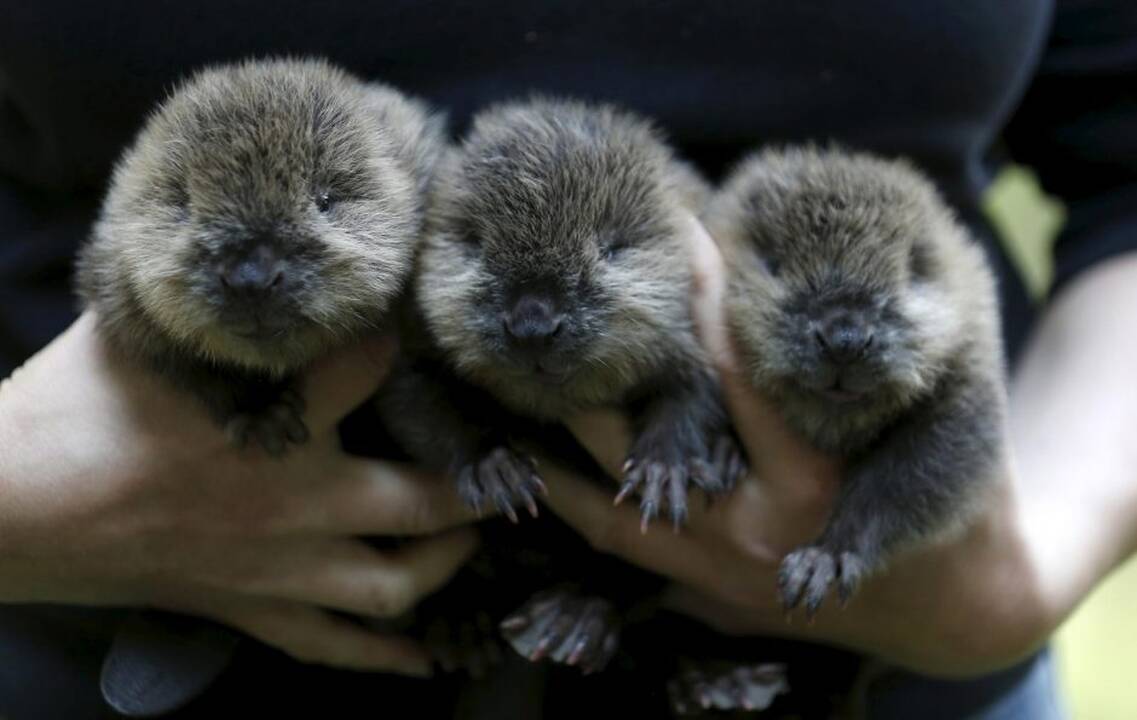 Vokietijos zoologijos sodo jaunikliai