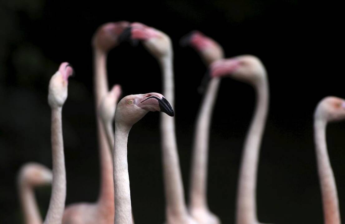 Vokietijos zoologijos sodo jaunikliai