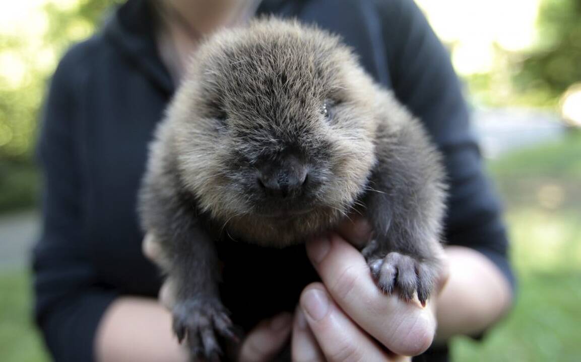 Vokietijos zoologijos sodo jaunikliai