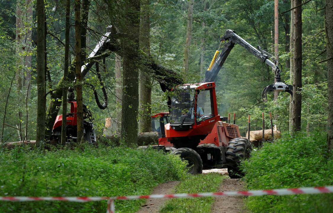 Teisingumo Teismas: Belovežo girią kirtusi Lenkija pažeidė ES direktyvas