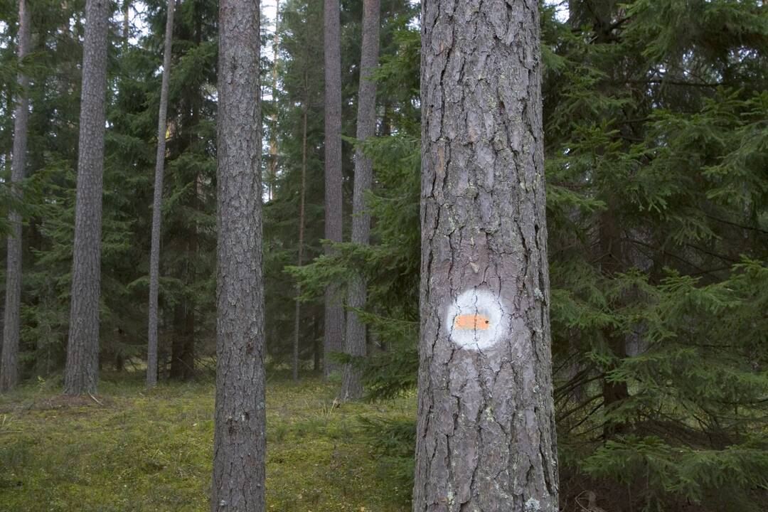 Kol medžių kainos žemos, medkirčiai ilsina kirvius